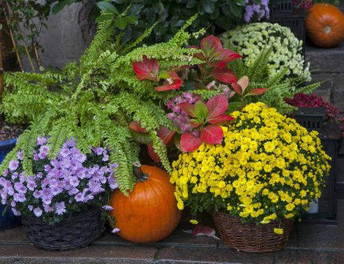 Shop for your Fall home decorations at Bussey’s Florist where you will find lovely Halloween Flowers and other Fall décor