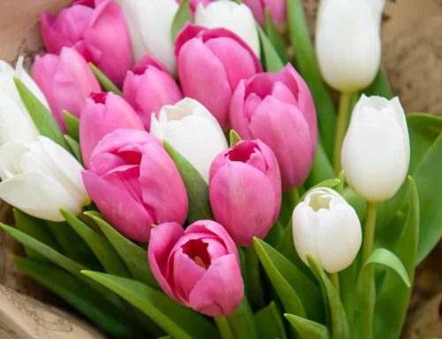 Usher in Spring and Easter with Beautiful Flowers from Bussey’s Florist