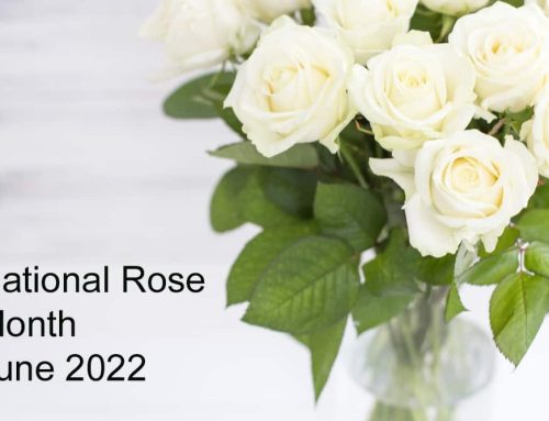 Celebrate National Rose Month with Roses from Bussey’s Florist