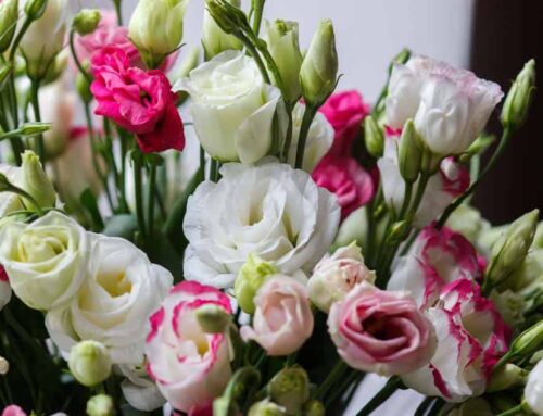 See Valuable Discounts Below for Savings on May Birthday Flowers and Other Purchases