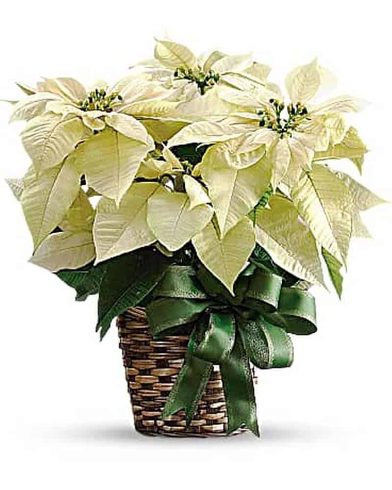 poinsettias