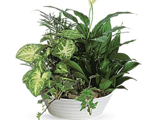 Winter House Plants are Fresh and Housewarming at Our Flower Shop!