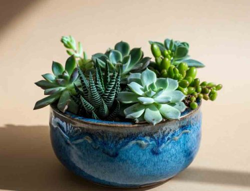 Make Father’s Day Truly Unforgettable with Plants and Flowers