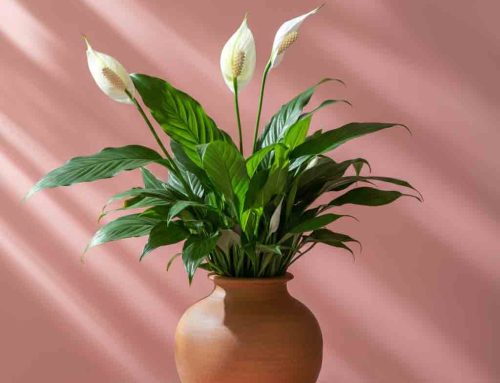 Mother’s Day Plants Celebrate and Honor Mothers