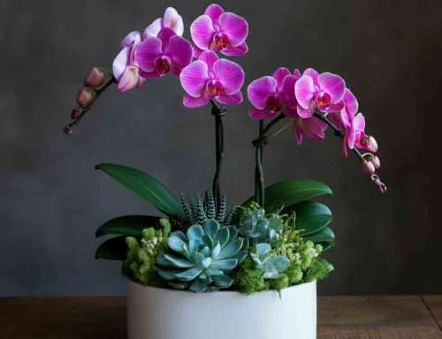 Add Joy to the Start of the School Year with Back-to-School Plants and Flowers