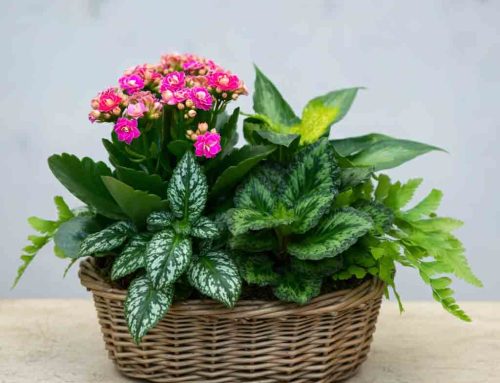 Fall Floral Products add to the Excitement of the Changing Season
