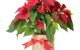 poinsettias