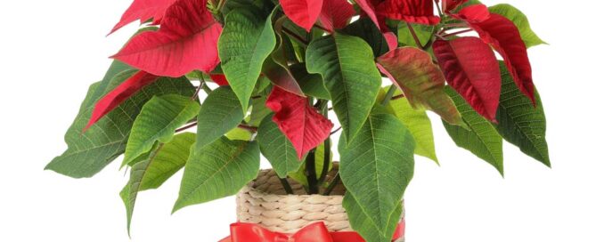 poinsettias