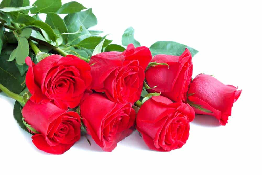 Browse Our Sensational Valentine’s Day Flowers Collection!
