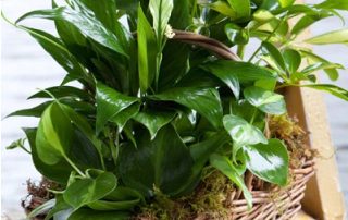 Bussey's Florist Offers Green & Flowering Plants Perfect for Mother's Day Same Day Plant Delivery