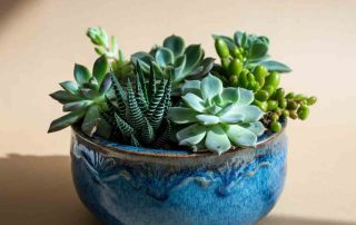 Father's Day Mixed Succulent Dish