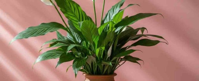 Mother's Day Peace Lily