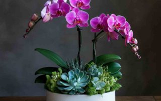 Beautiful Plant Garden Dish