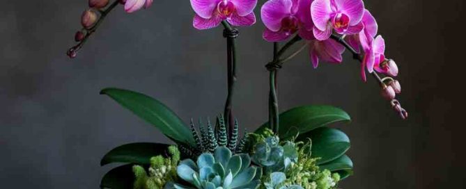 Beautiful Plant Garden Dish