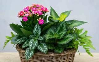 Mixed plants in a Fall Wicker Basket