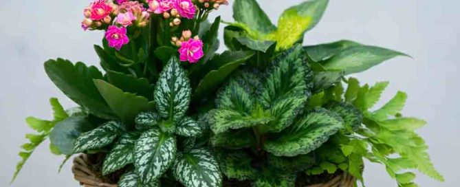 Mixed plants in a Fall Wicker Basket